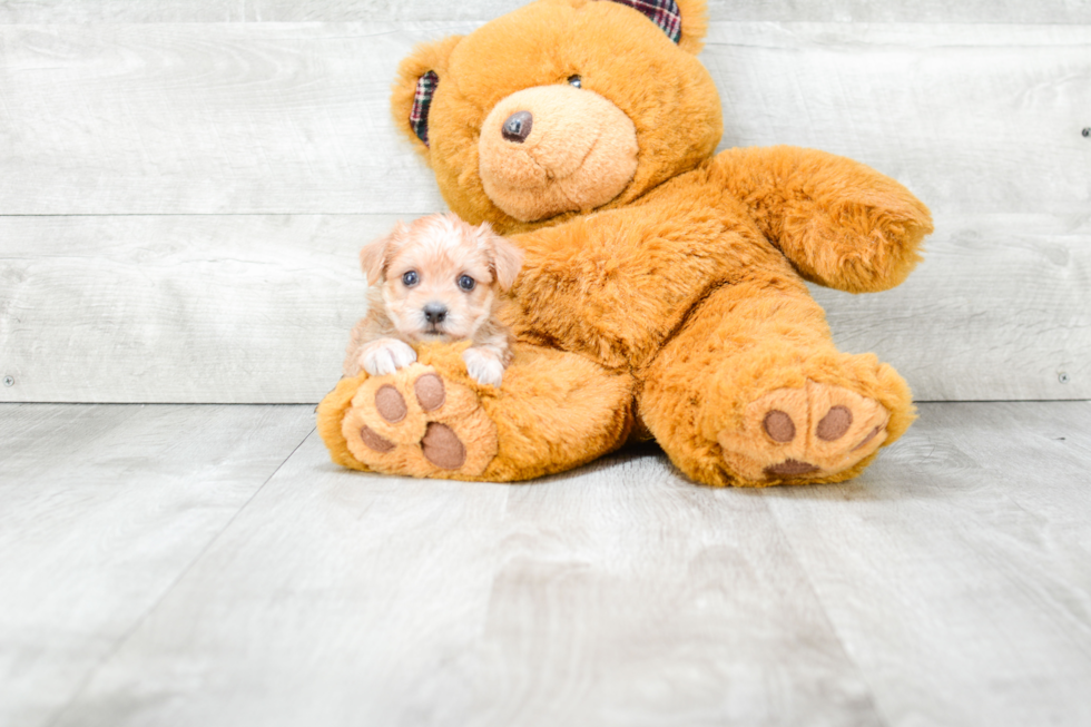 Morkie Puppy for Adoption