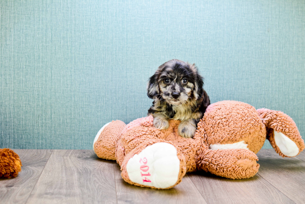 Fluffy Yorkie Poo Poodle Mix Pup