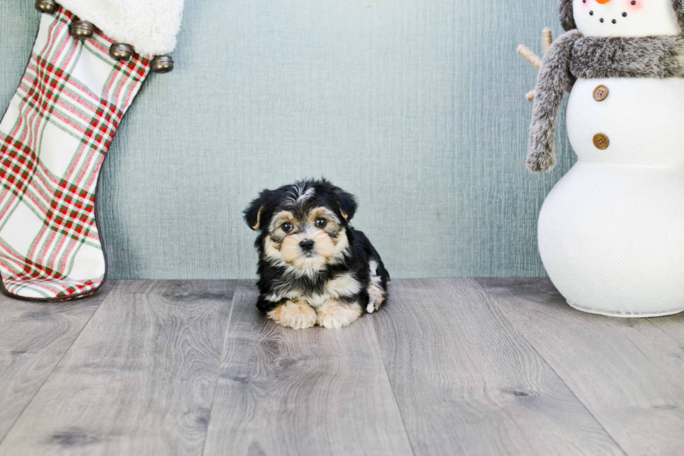 Energetic Yorkie Designer Puppy