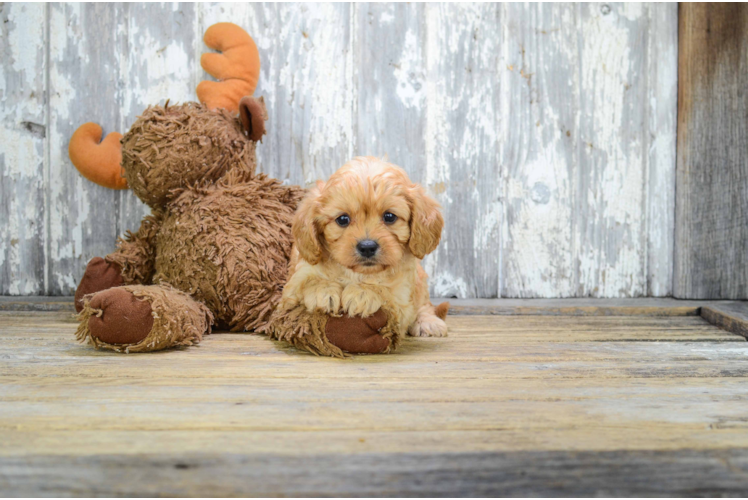 Fluffy Cavapoo Poodle Mix Pup