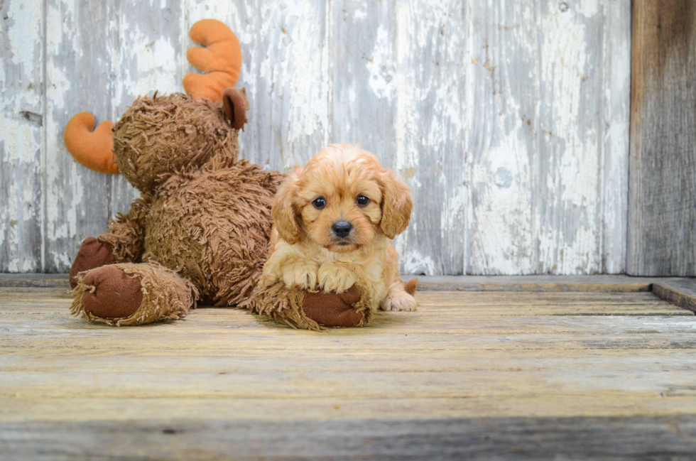 Fluffy Cavapoo Poodle Mix Pup