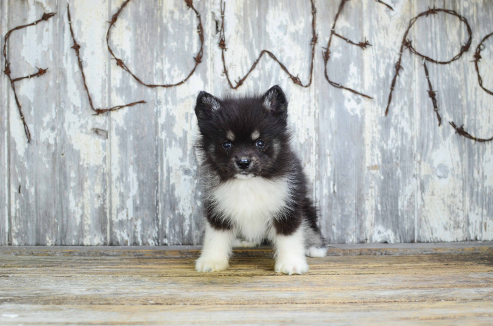 Cute Pomsky Baby