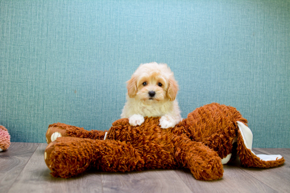 Funny Maltipoo Poodle Mix Pup