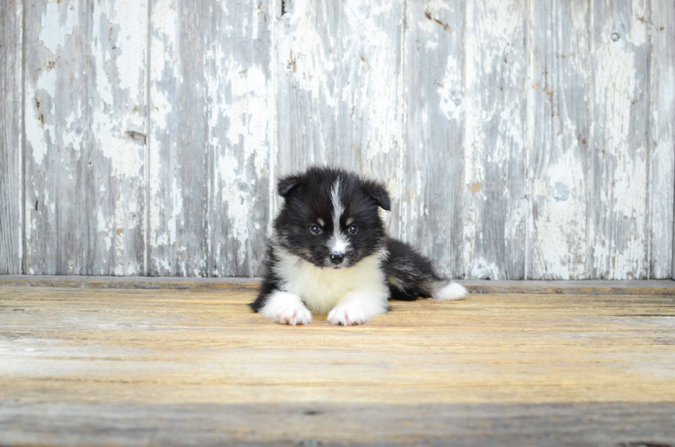 Pomsky Pup Being Cute