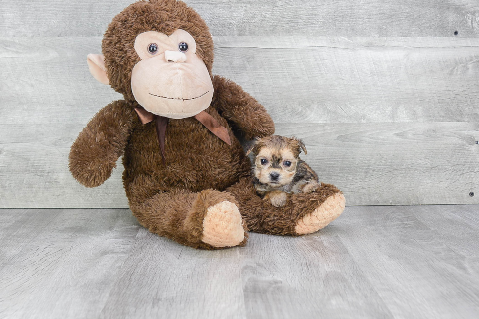 Fluffy Morkie Designer Pup