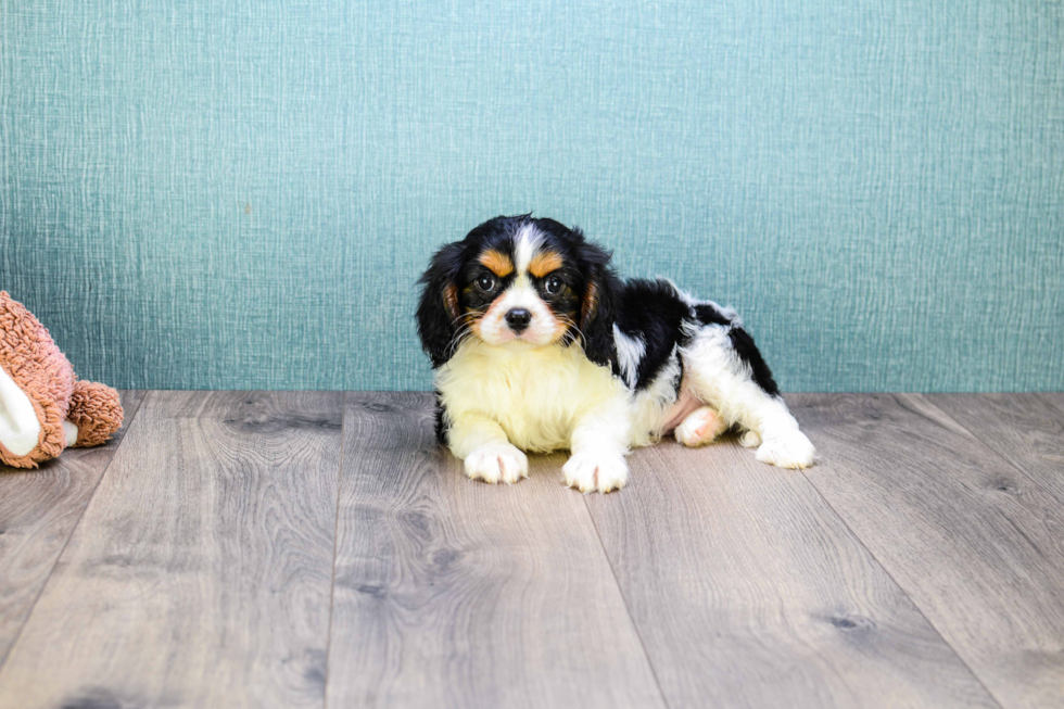 Happy Cavalier King Charles Spaniel Purebred Puppy