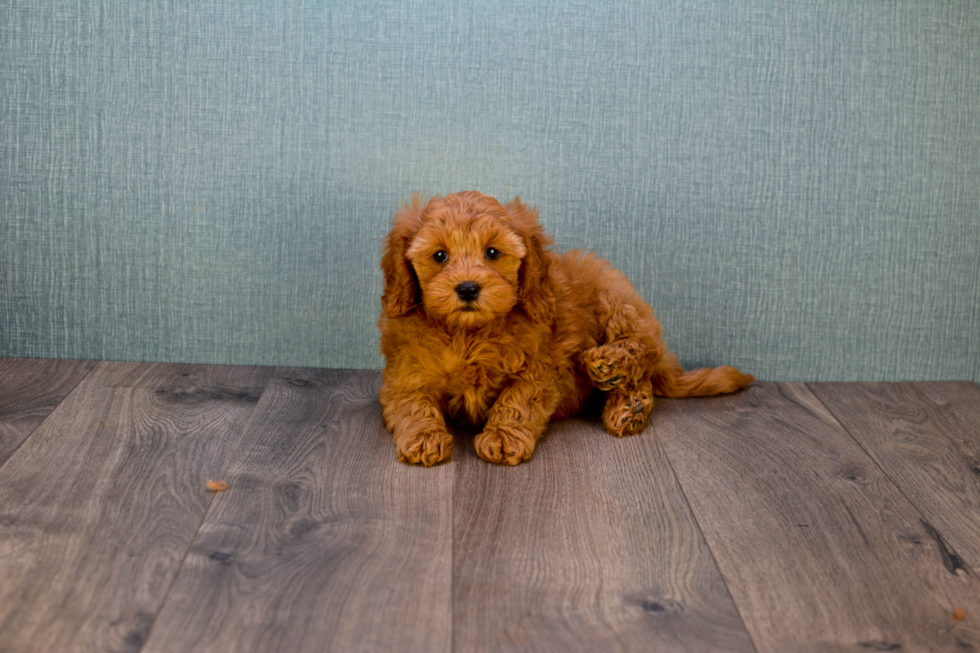 Mini Goldendoodle Pup Being Cute