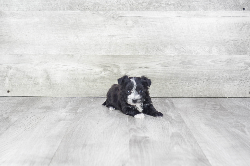 Morkie Pup Being Cute