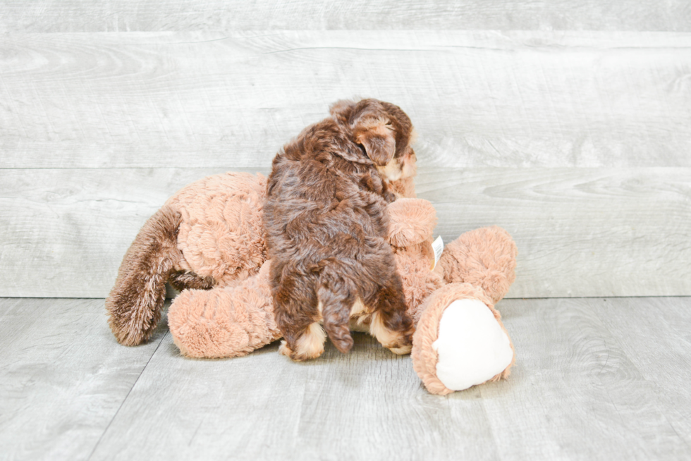 Morkie Puppy for Adoption