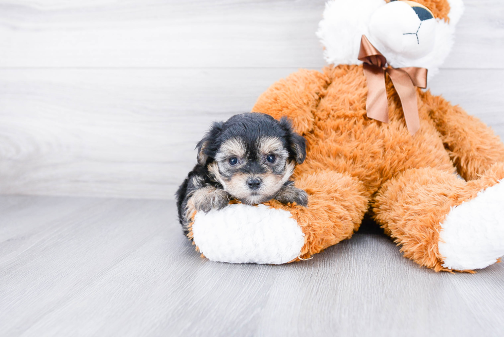 Happy Morkie Baby