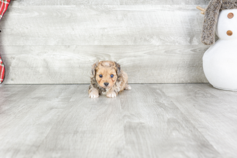 Hypoallergenic Aussiepoo Poodle Mix Puppy