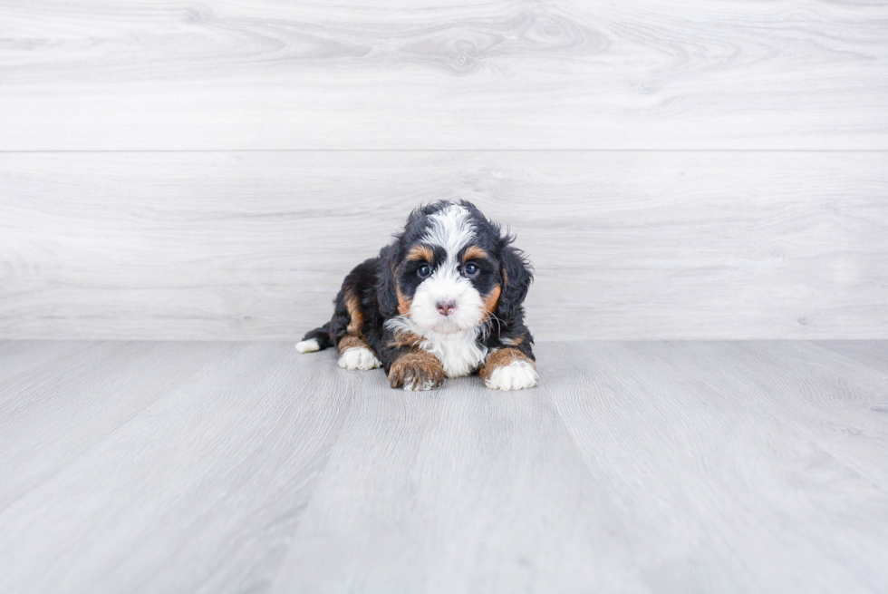 Best Mini Bernedoodle Baby