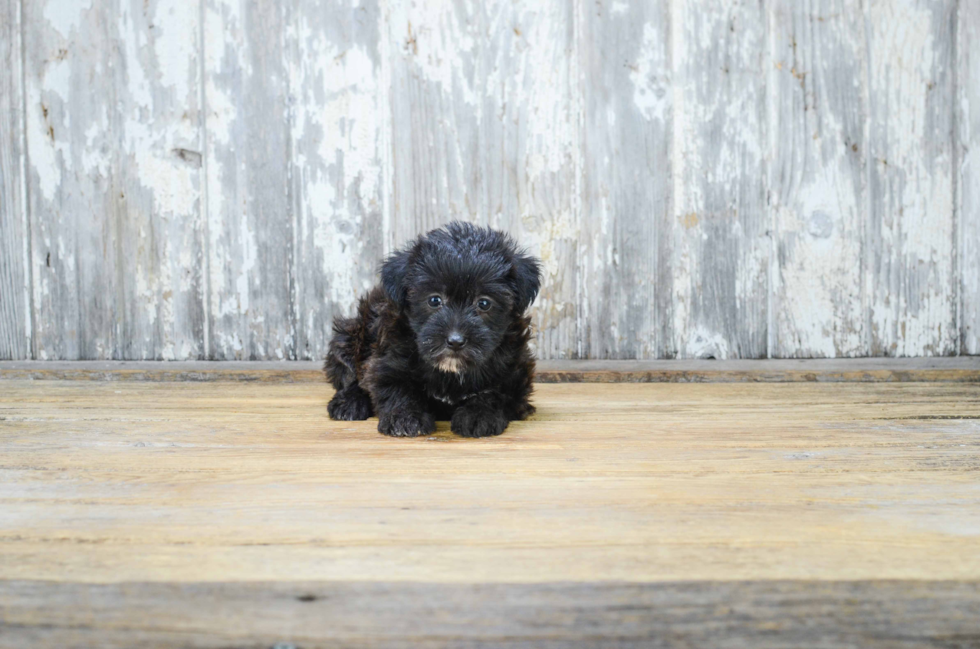 Happy Yorkie Poo Baby
