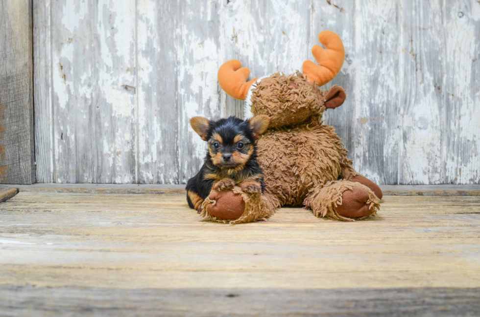 Best Mixed Breed Baby
