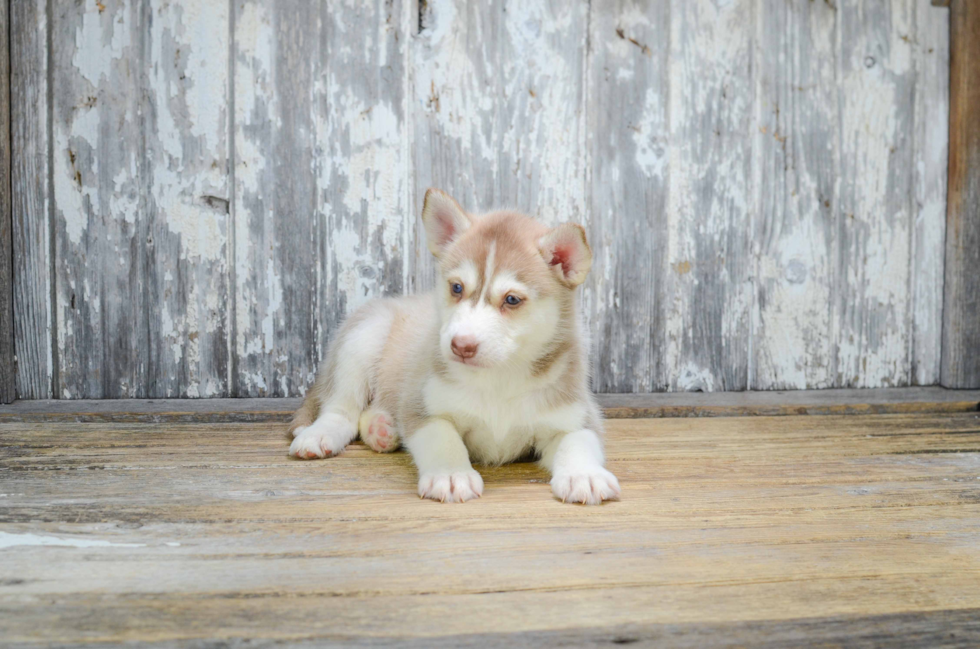 Popular Pomsky Designer Pup