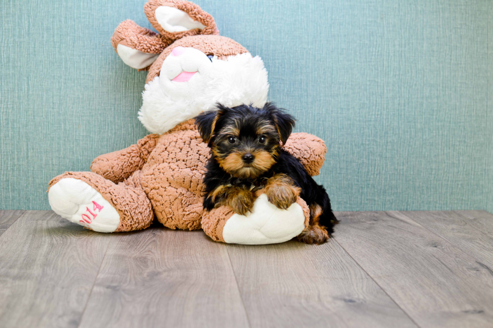 Meet Timmy - our Yorkshire Terrier Puppy Photo 