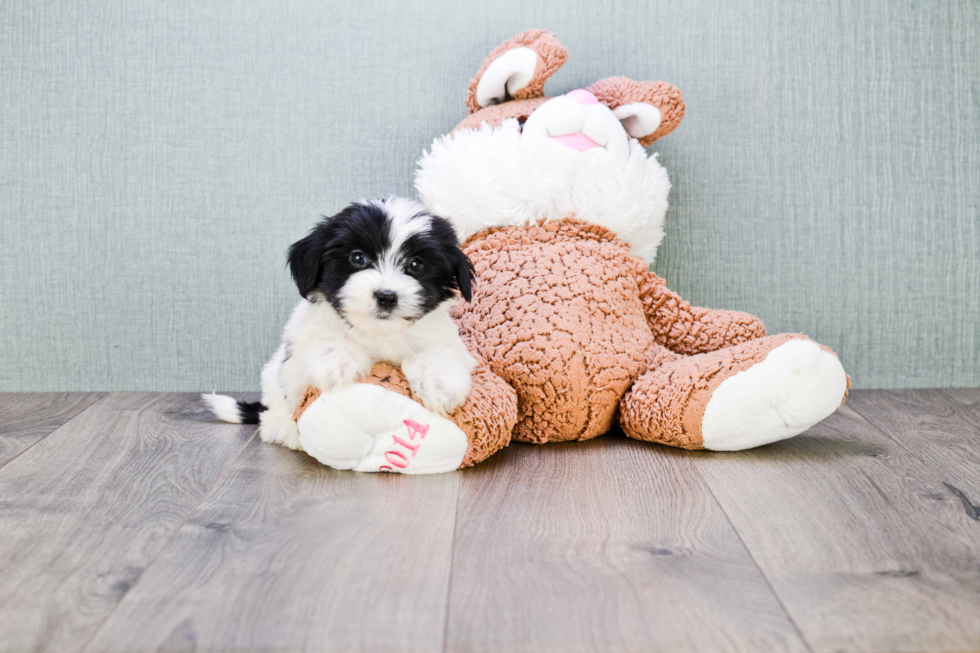 Morkie Puppy for Adoption