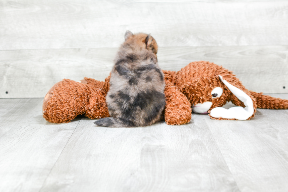 Pomeranian Pup Being Cute