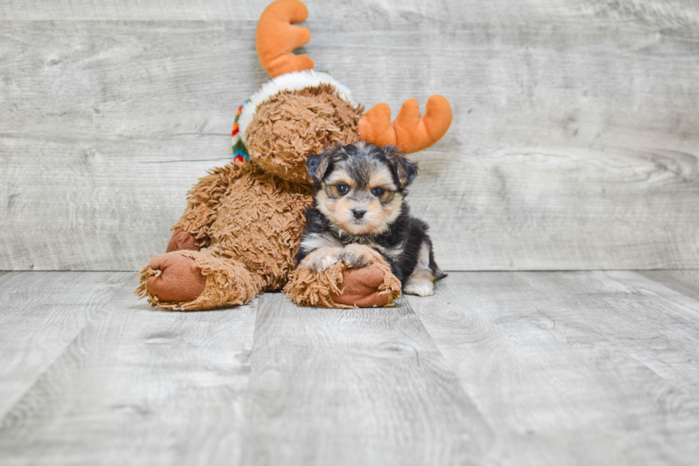 Popular Morkie Designer Pup