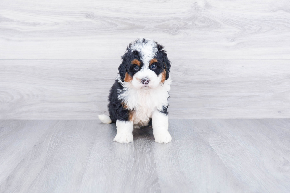 Mini Bernedoodle Pup Being Cute