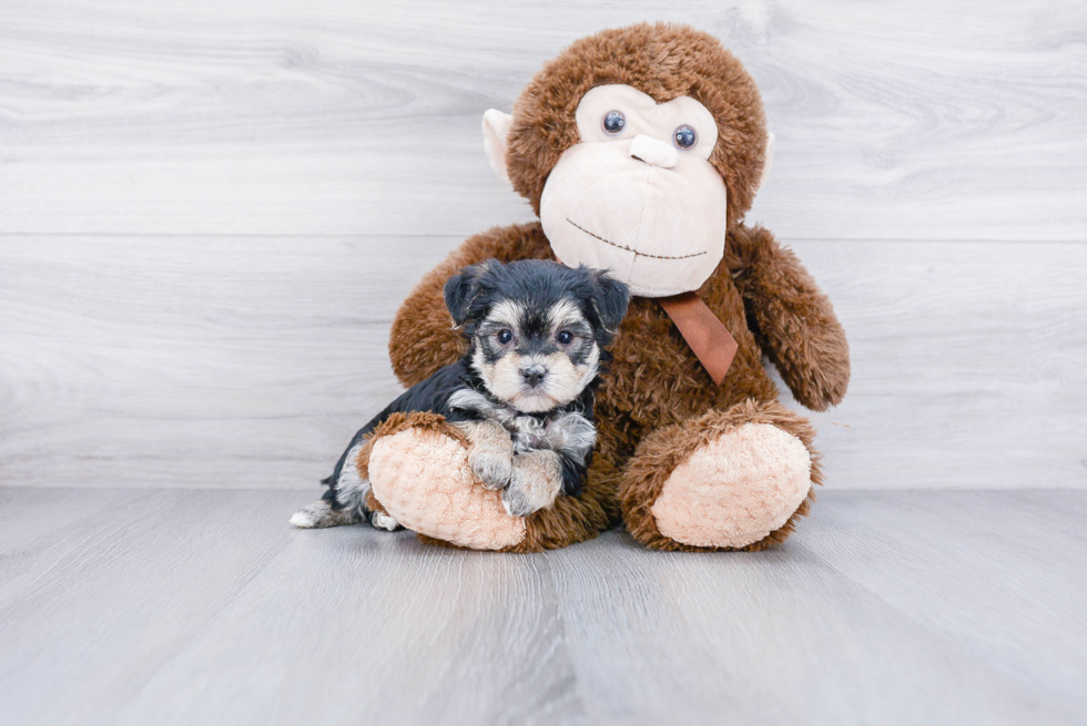 Little Yorkie Designer Puppy