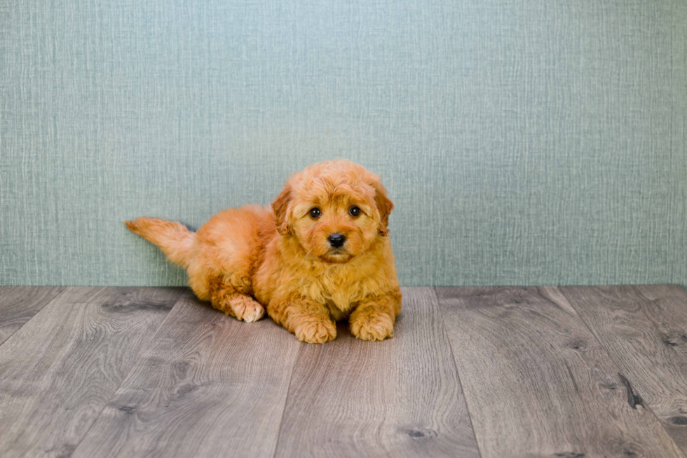 Happy Mini Goldendoodle Baby