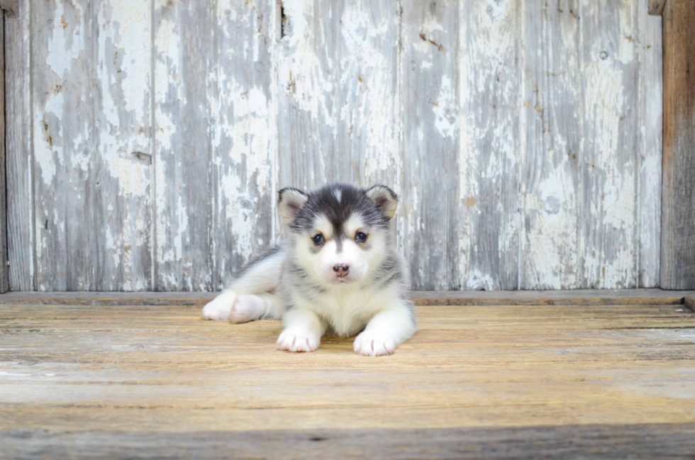 Pomsky Puppy for Adoption