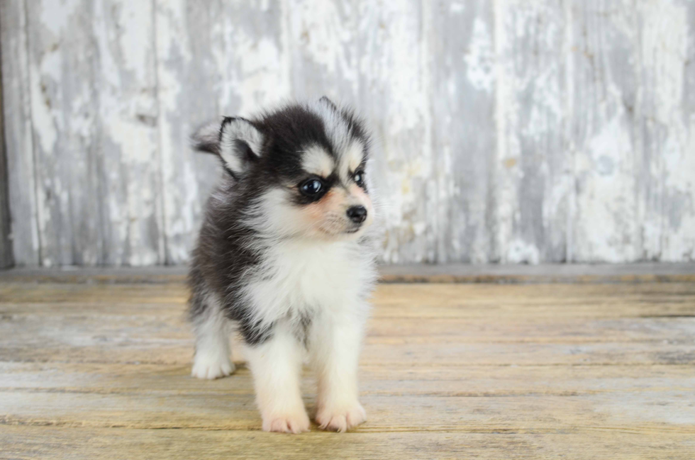 Adorable Mini Husky Designer Puppy