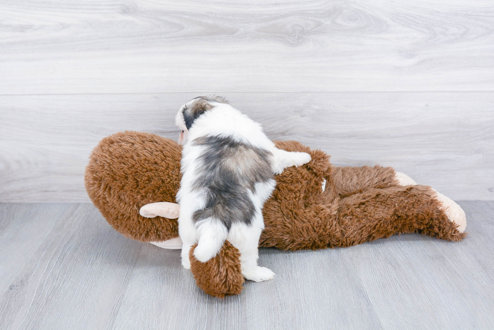 Small Teddy Bear Baby