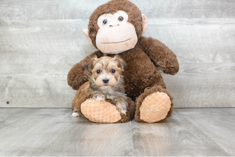 Funny Morkie Designer Pup