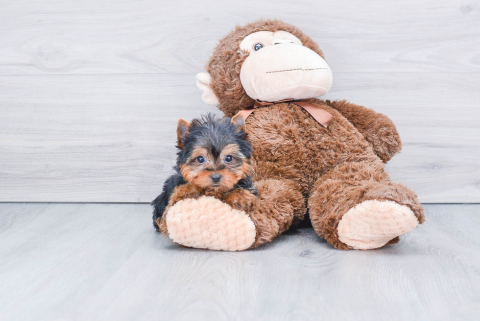 Meet Trigger - our Yorkshire Terrier Puppy Photo 