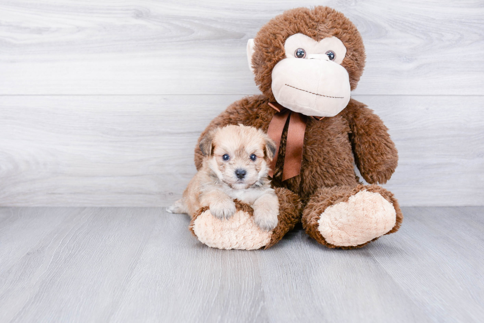 Morkie Puppy for Adoption