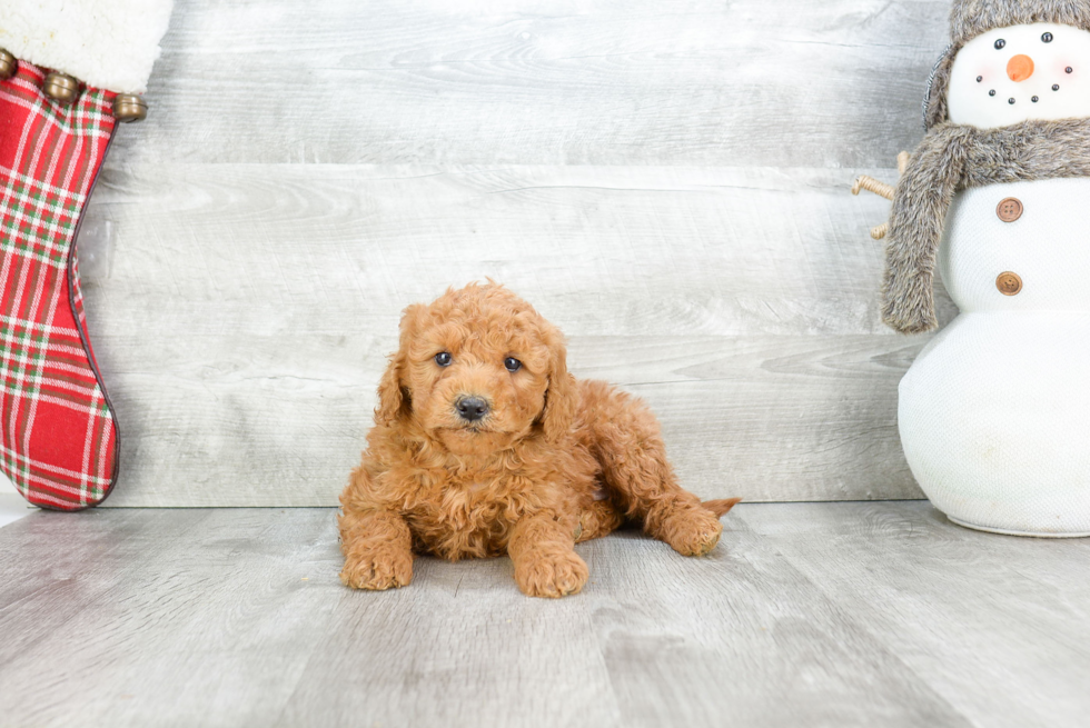 Cute Mini Goldendoodle Baby