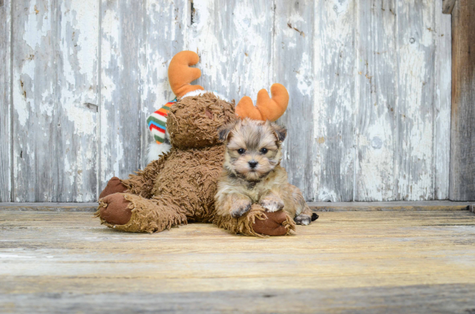 Morkie Pup Being Cute