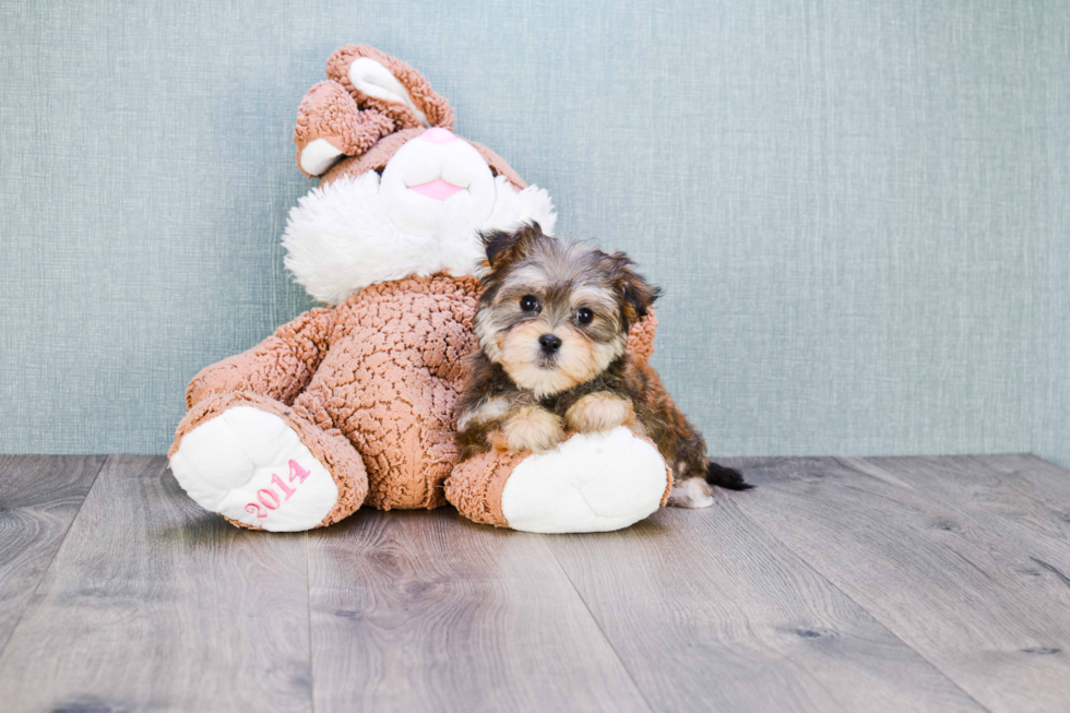 Best Morkie Baby