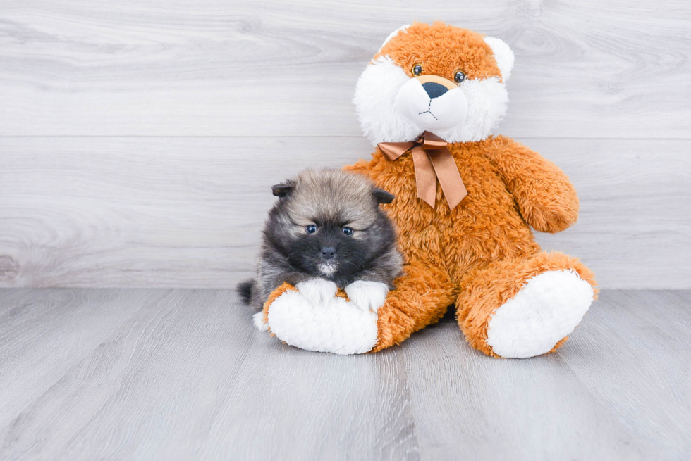 Playful Pomeranian Purebred Pup