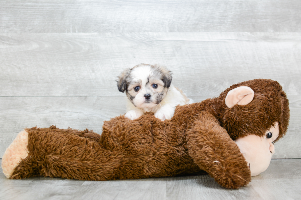 Sweet Teddy Bear Baby
