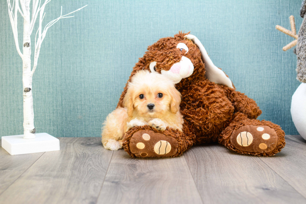 Cavachon Pup Being Cute