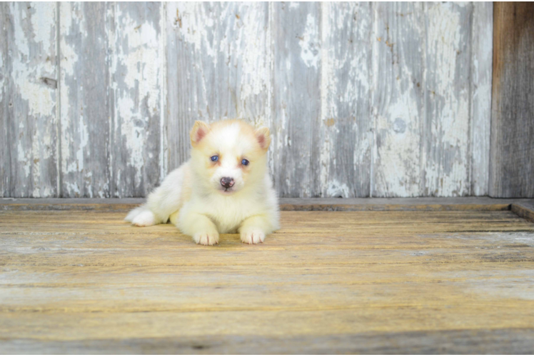Best Pomsky Baby