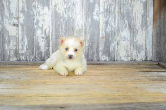 Best Pomsky Baby