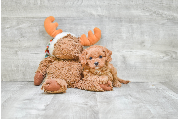Sweet Cavapoo Baby