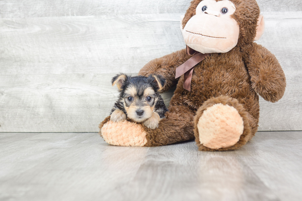 Morkie Puppy for Adoption