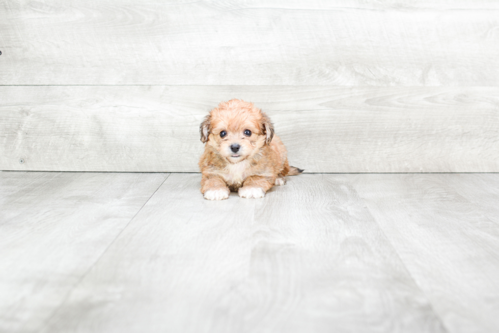 Friendly Morkie Baby