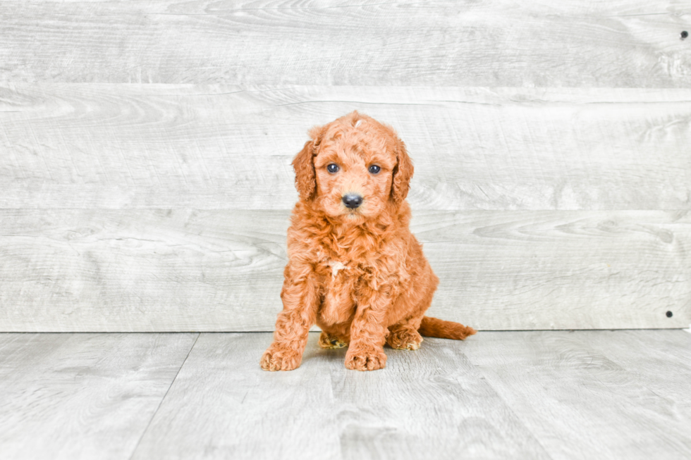 Mini Goldendoodle Puppy for Adoption