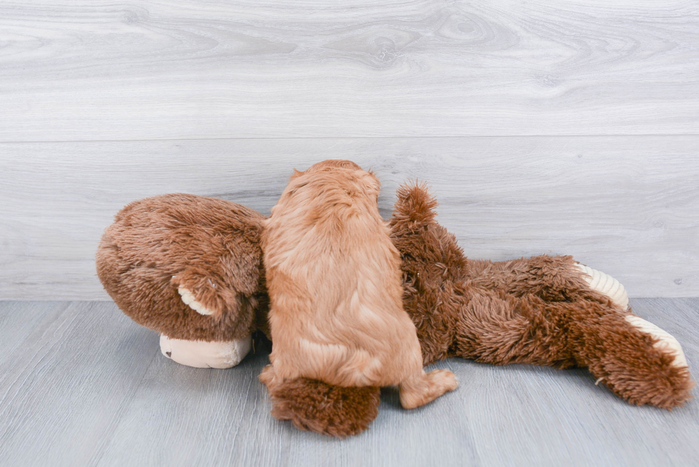 Cavalier King Charles Spaniel Puppy for Adoption