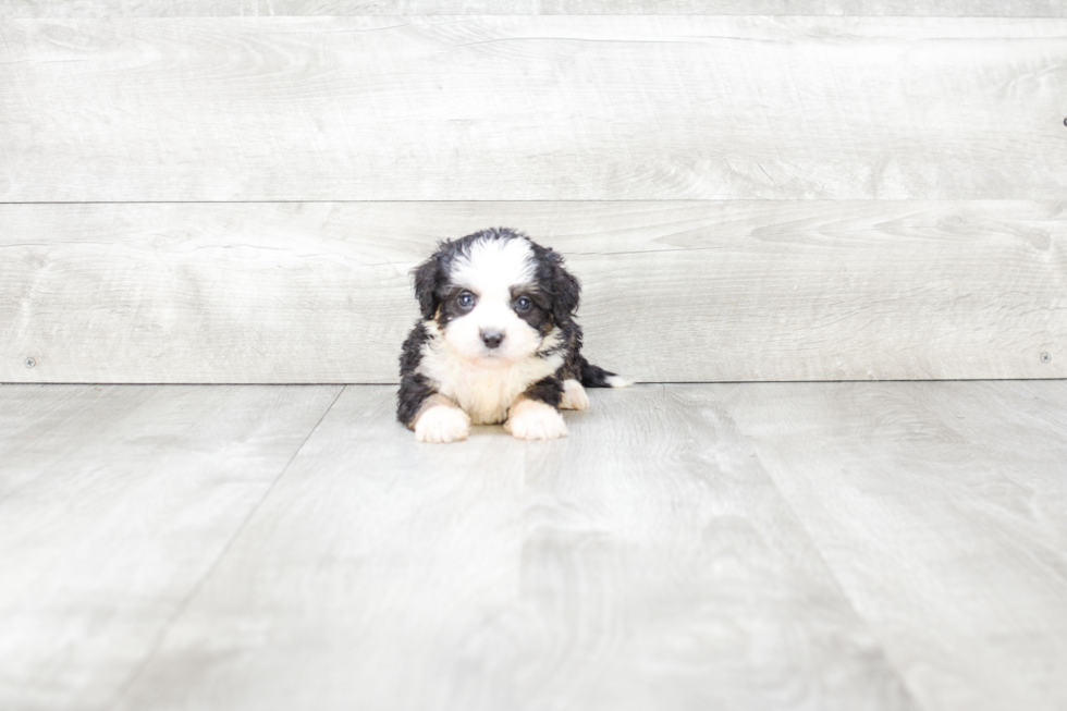 Fluffy Mini Bernedoodle Poodle Mix Pup