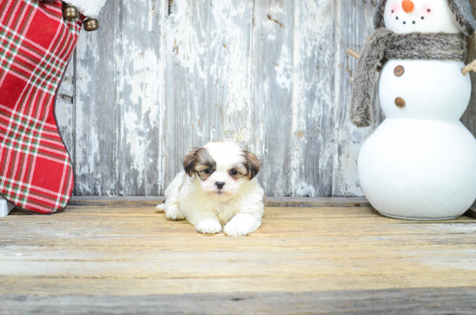 Best Teddy Bear Baby