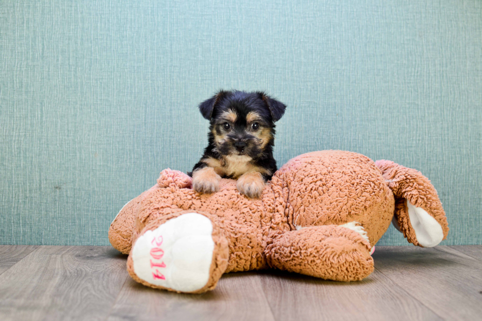Yorkie Poo Pup Being Cute