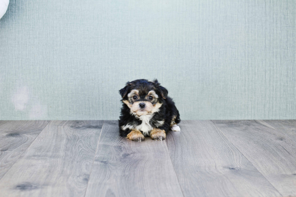 Playful Yorkie Designer Puppy