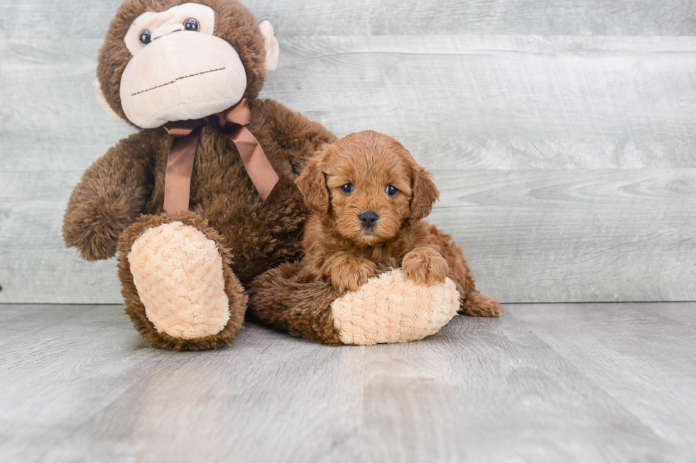 Energetic Cockerpoo Poodle Mix Puppy